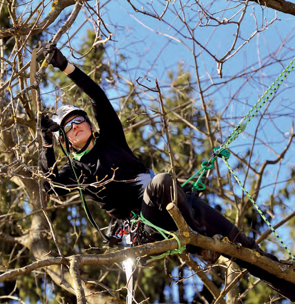 Chăm sóc cây - Tree care